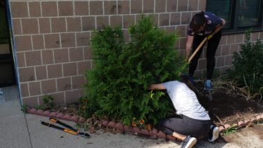 Two WilmerHale volunteers are digging up a shrub with spades in a small garden bed.